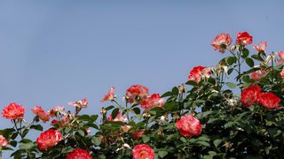 Tyler, Texas: Why the Rose Capital of the U.S. Is Drawing New Residents to East Texas (Featured)