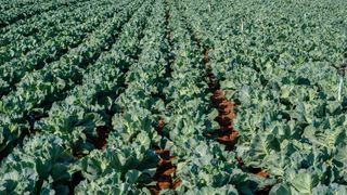Texas Ranks Among Top Cabbage-Producing States: What It Means for Families Considering a Move (Featured)