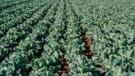 Texas Ranks Among Top Cabbage-Producing States: What It Means for Families Considering a Move (Featured)