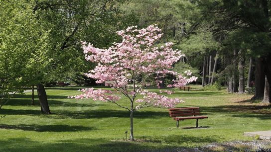 Palestine, Texas Officially Named the Dogwood Trails Capital of Texas—A Blooming Destination for Newcomers