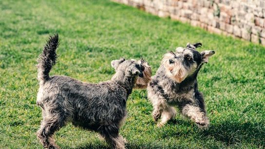 Texas Cities Lead the Pack in Dog-Friendliness (Live in Texas)