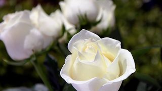 Live and Die in Texas. New Study Reveals Texas Among Most Expensive States for End-of-Life Costs (Retire in Texas)