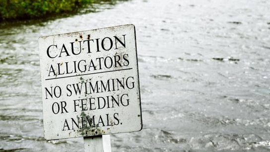 Legal Alligator Hunting in Texas: What You Need to Know (Featured)